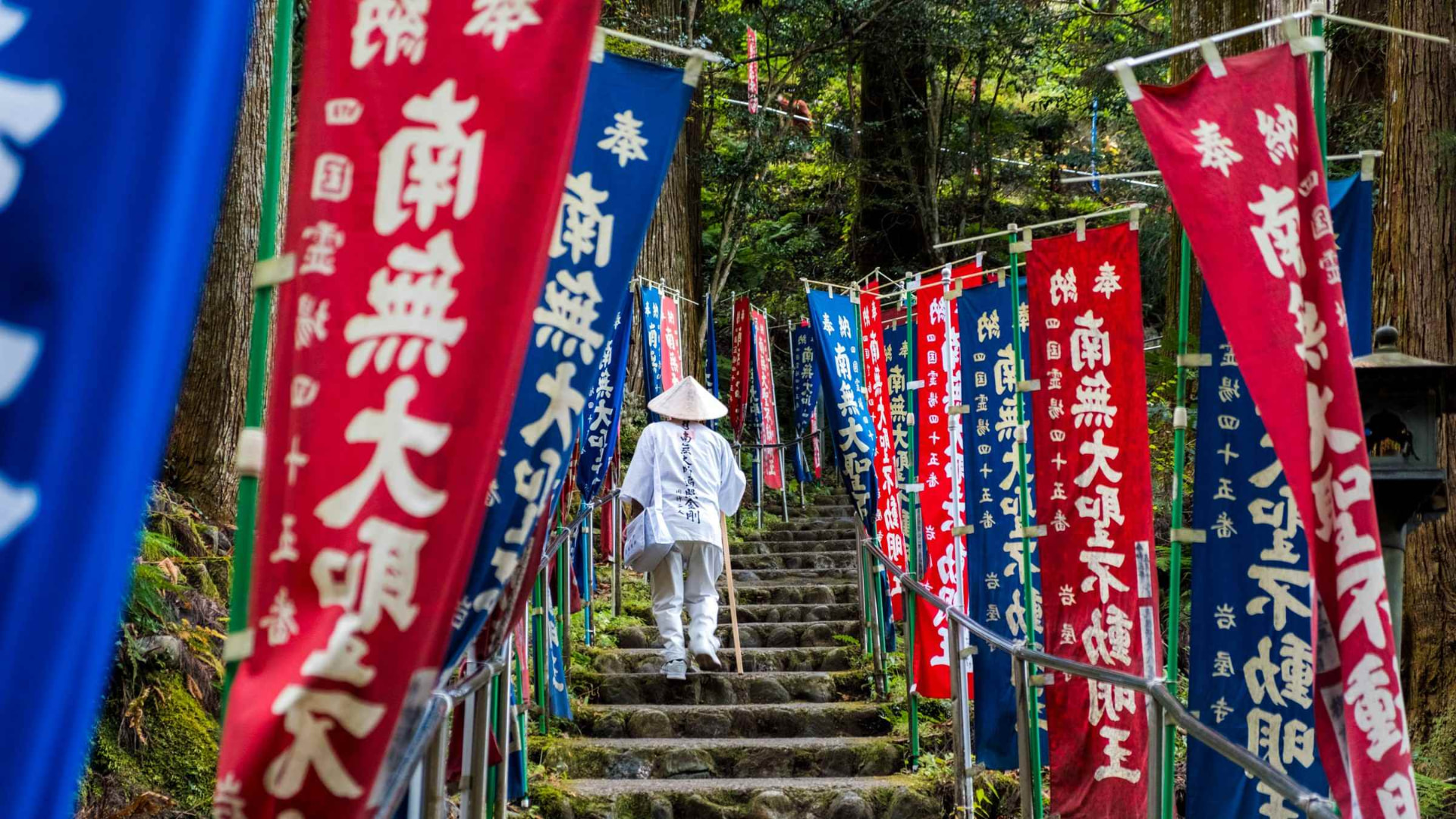 Iwayaji Temple gate emerging from the trees, soft mountain light